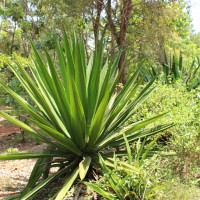 Furcraea foetida (L.) Haw.